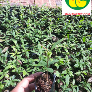 Mai giảo Thủ Đức