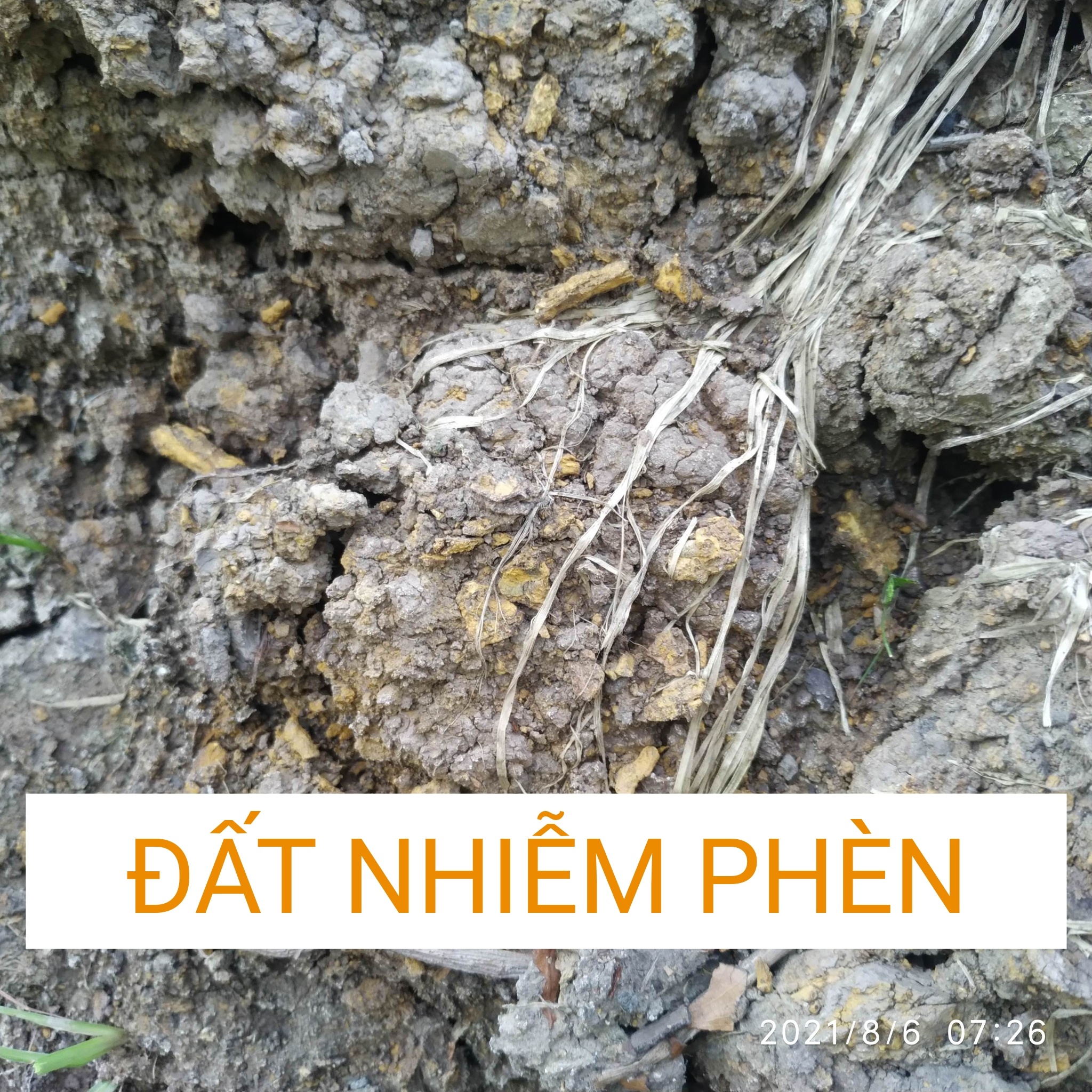 đất nhiễm phèn