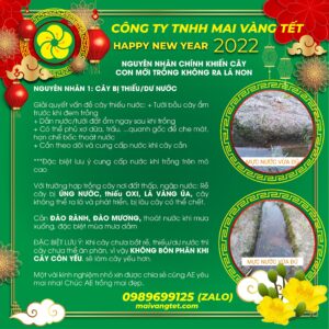 Nguyên nhân cây không phát triển