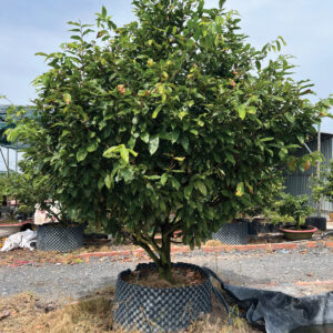 Mai Vàng Cho Thuê 2026 (MVT08)