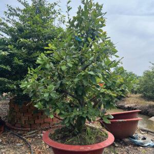 Mai Vàng Cho Thuê 2026 (MVT03)