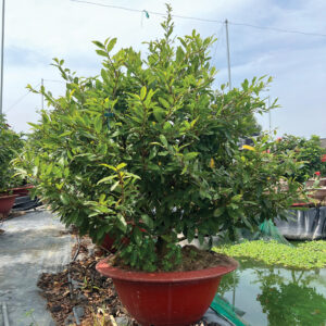 Mai Vàng Cho Thuê 2026 (MVT06)