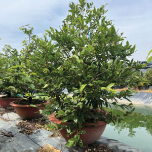 Mai Vàng Cho Thuê 2026 (MVT04)