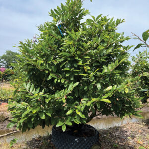 Mai Vàng Cho Thuê 2026