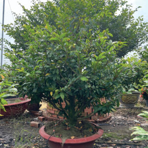 Mai Vàng Cho Thuê 2026 (MVT05)