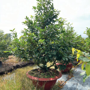 Mai Vàng Cho Thuê 2026 (MVT02)