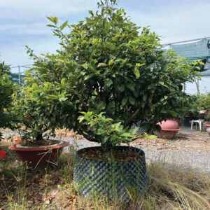 Mai Vàng Cho Thuê 2026 (MVT07)