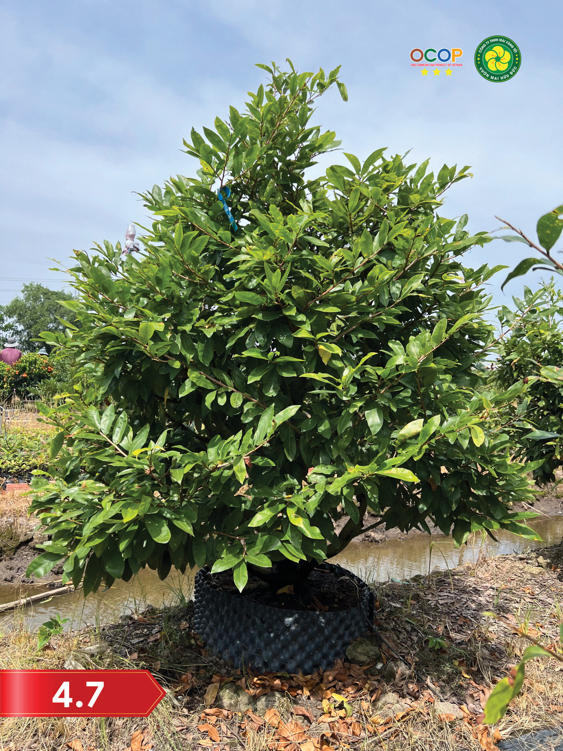 cho-thue-mai-tet-2026