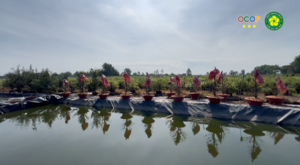 đặt cây ở nơi thích hợp