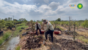 Chăm sóc mai vàng dưới đất