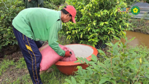 bón phân hợp lý