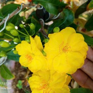 HD02 - SIÊU BÔNG BÌNH LỢI