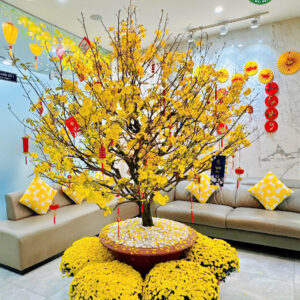 Mai Vàng Cho Thuê Dòng "Vạn Sự" - Tinh Hoa Làng Mai Bình Lợi