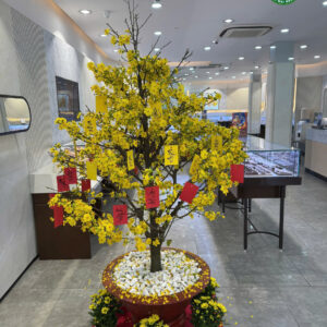 Mai Vàng Cho Thuê Dòng “Như Ý” – Tinh Hoa Làng Mai Bình Lợi