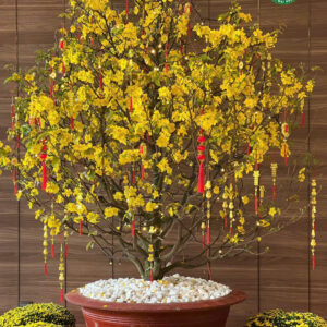 Mai Vàng Cho Thuê Dòng "Thịnh Vượng" - Tinh Hoa Làng Mai Bình Lợi