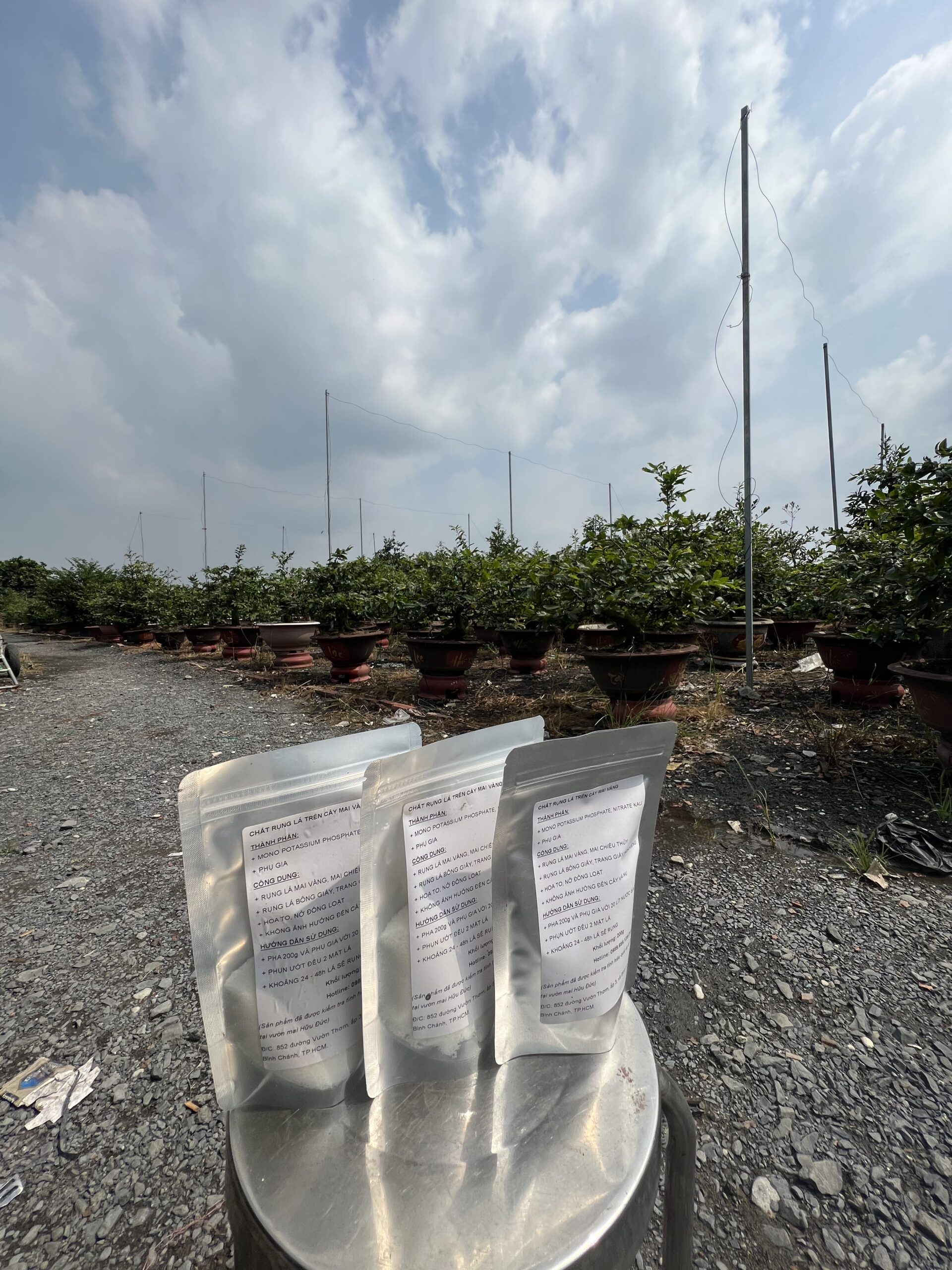 Chất Rụng Lá Mai Vàng (4)