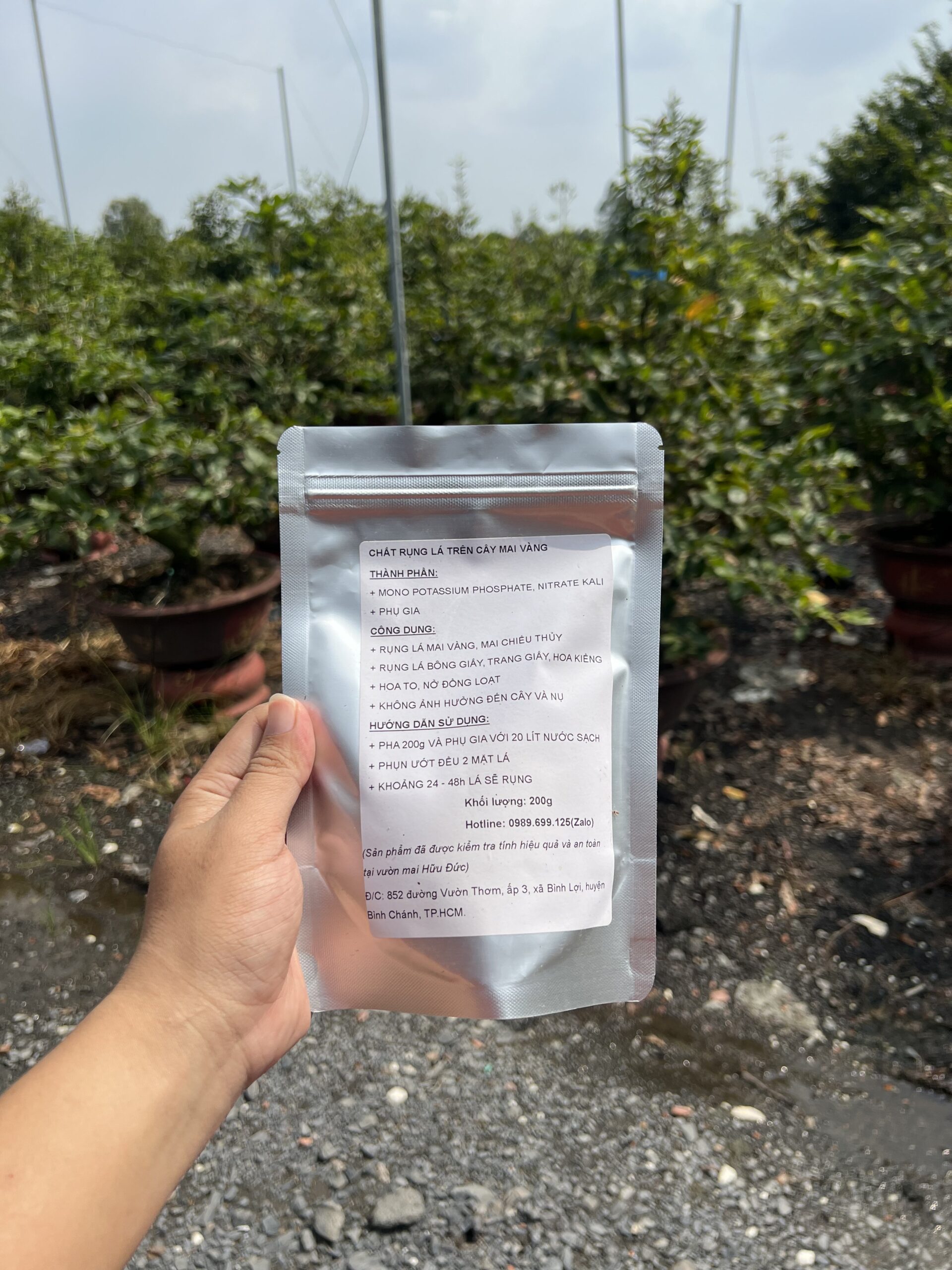 Chất Rụng Lá Mai Vàng (6)