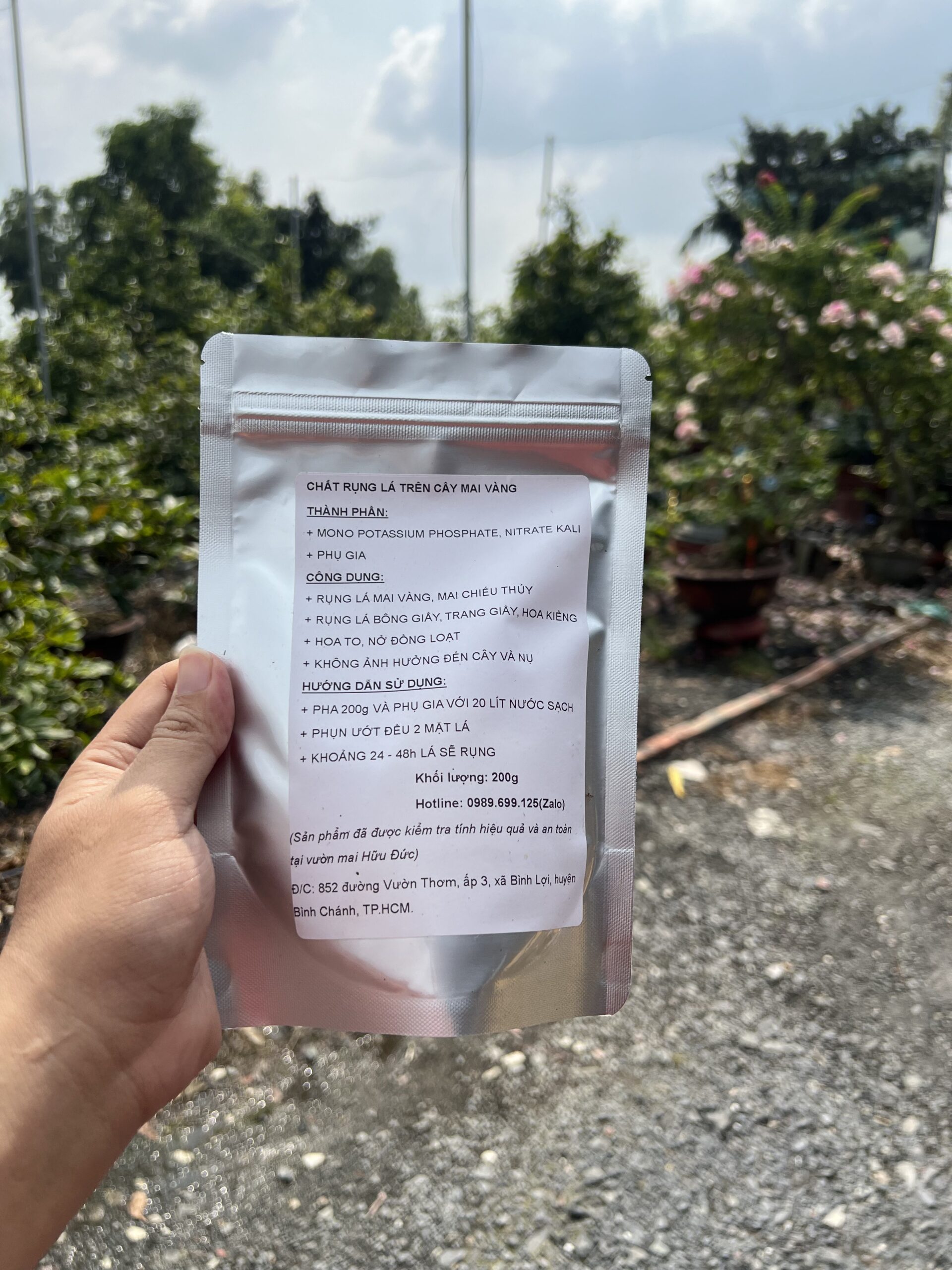 Chất Rụng Lá Mai Vàng (7)