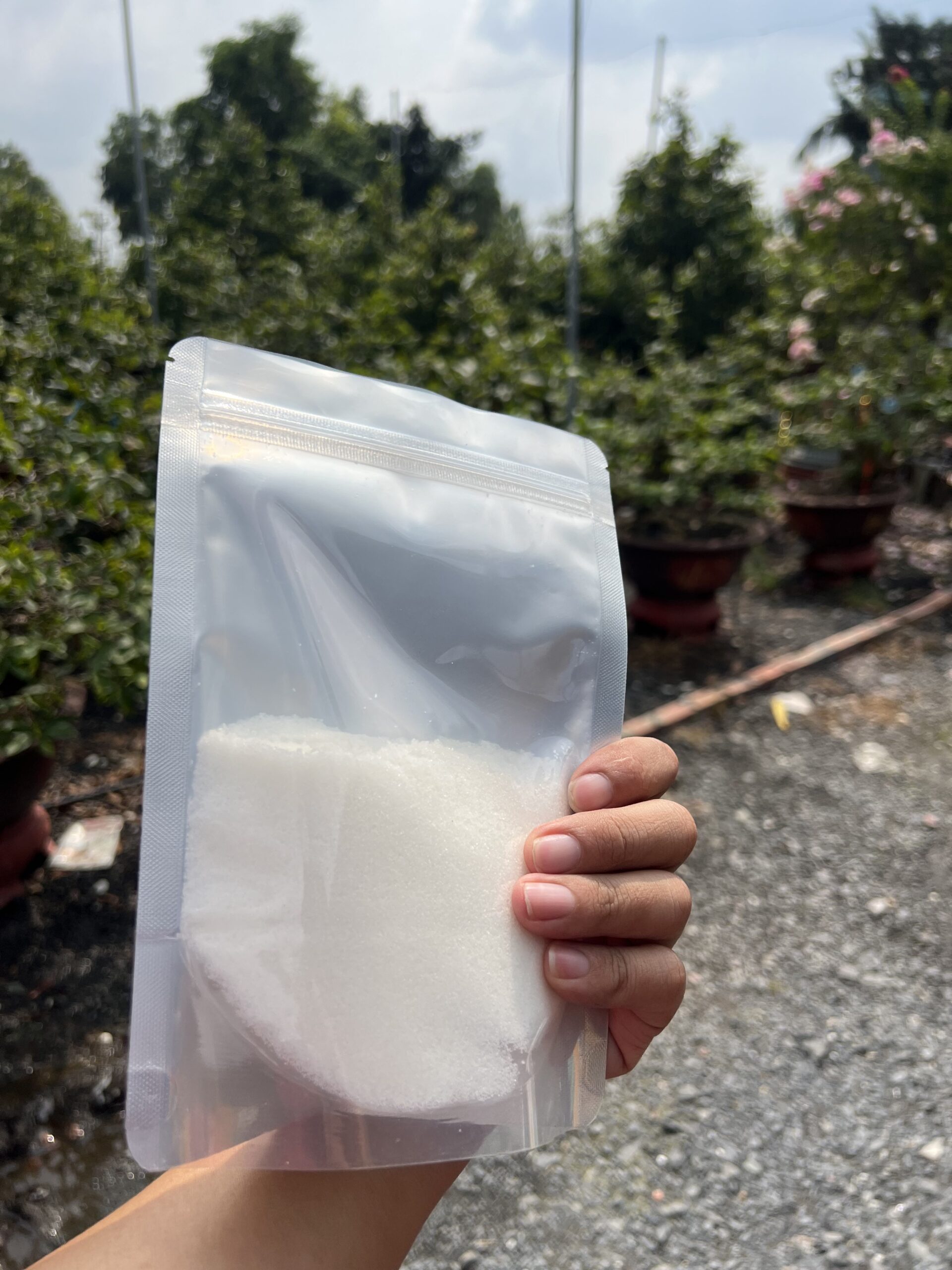 Chất Rụng Lá Mai Vàng (8)