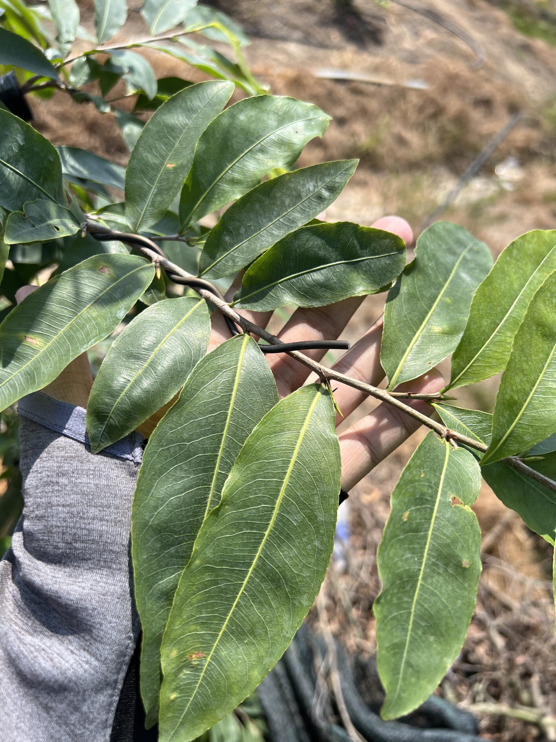 giao-chum-binh-loi (7)