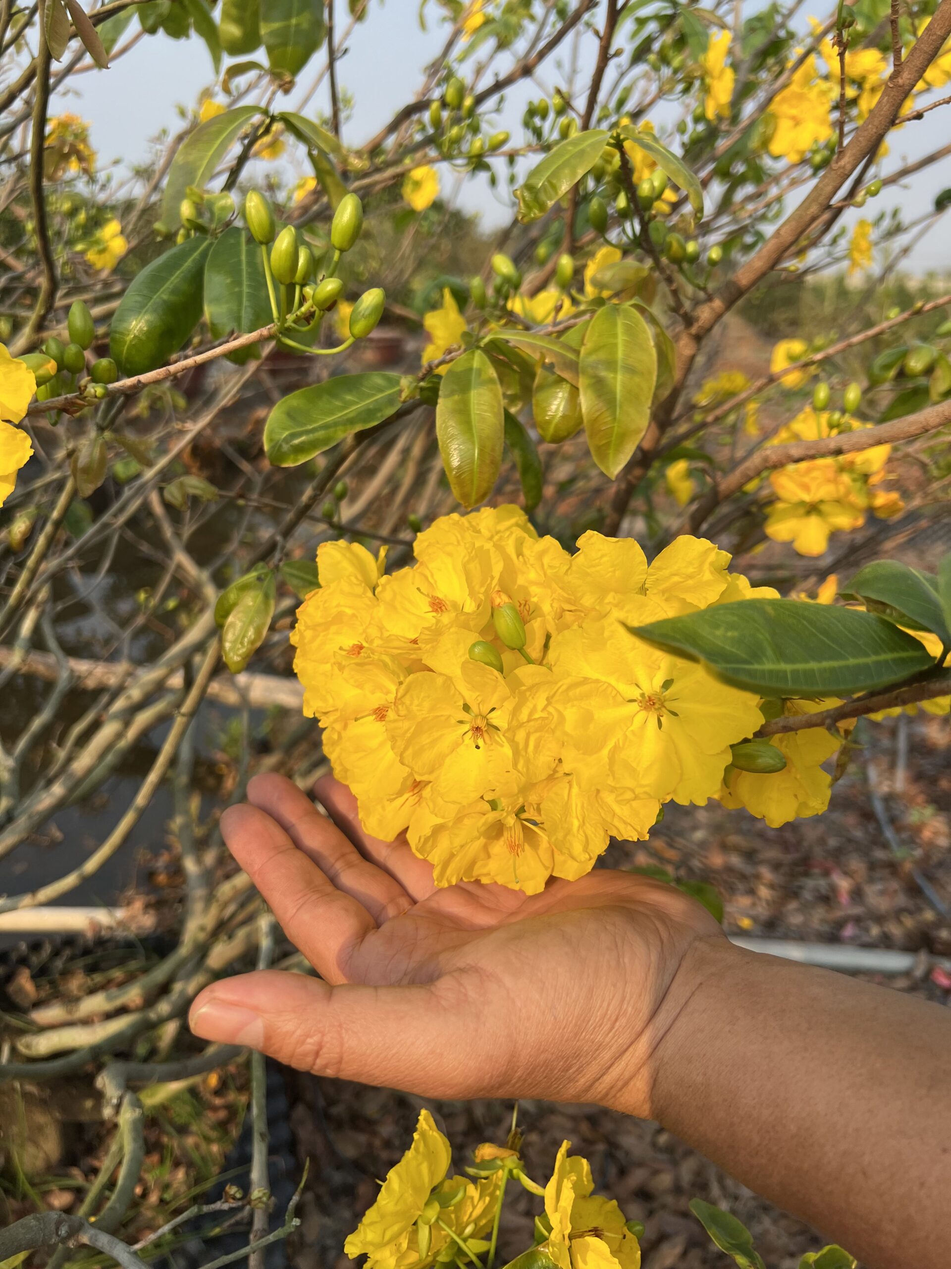 giao-sen-binh-loi (21)