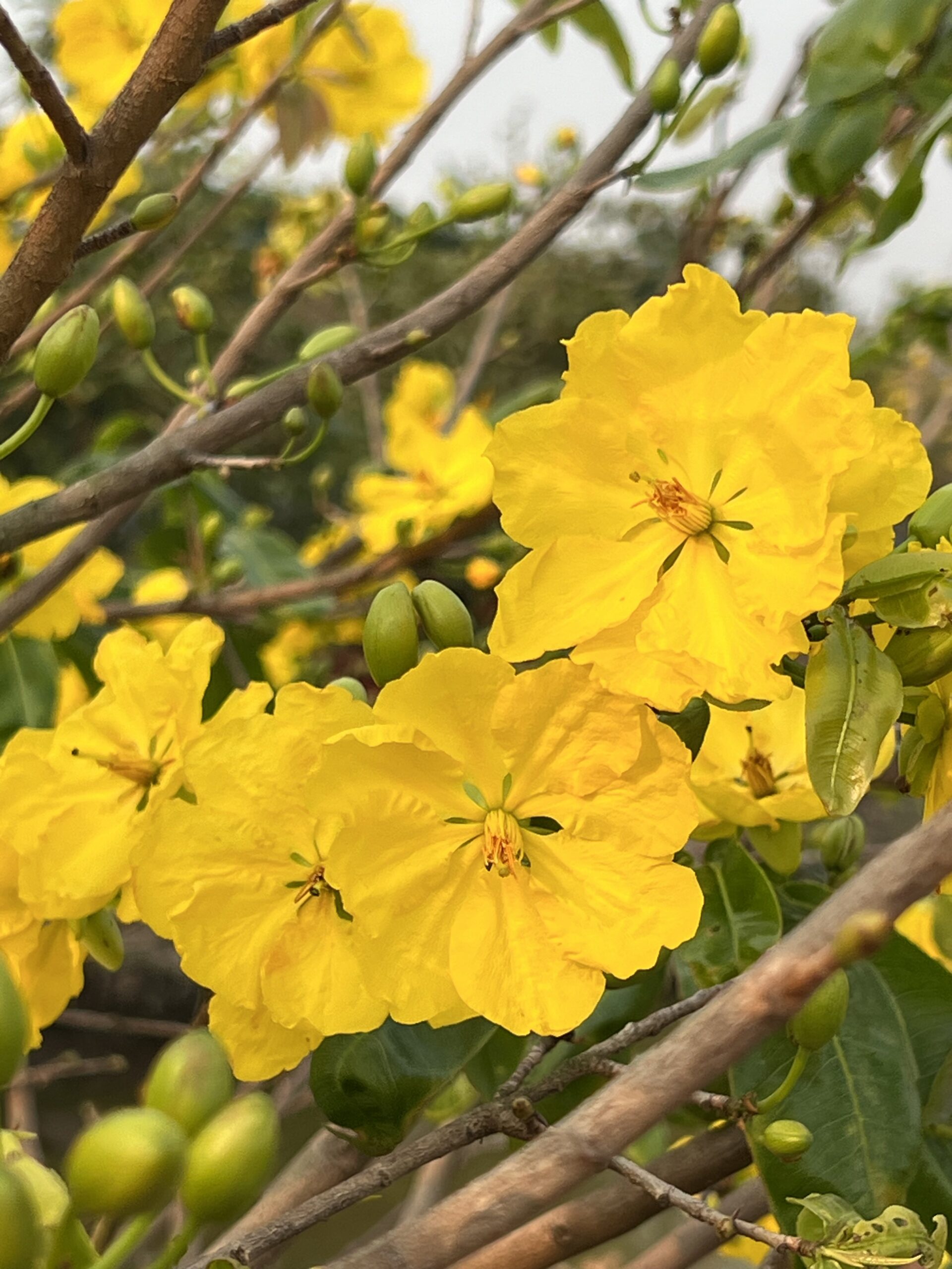 giao-sen-binh-loi (36)