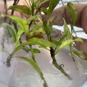 HD05 - GIẢO GAI BÌNH LỢI