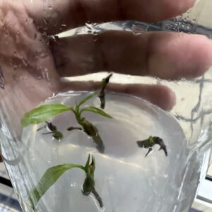 GIỐNG MAI VÀNG CẤY MÔ - HD11 - CÚC THỌ HƯƠNG