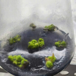 HD09 - BẠCH MAI BÌNH LỢI