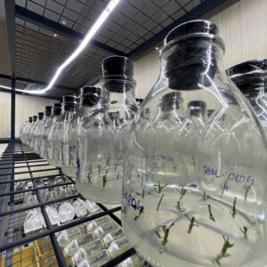 GIỐNG MAI VÀNG CẤY MÔ - HD01 - MAI GIẢO THỦ ĐỨC