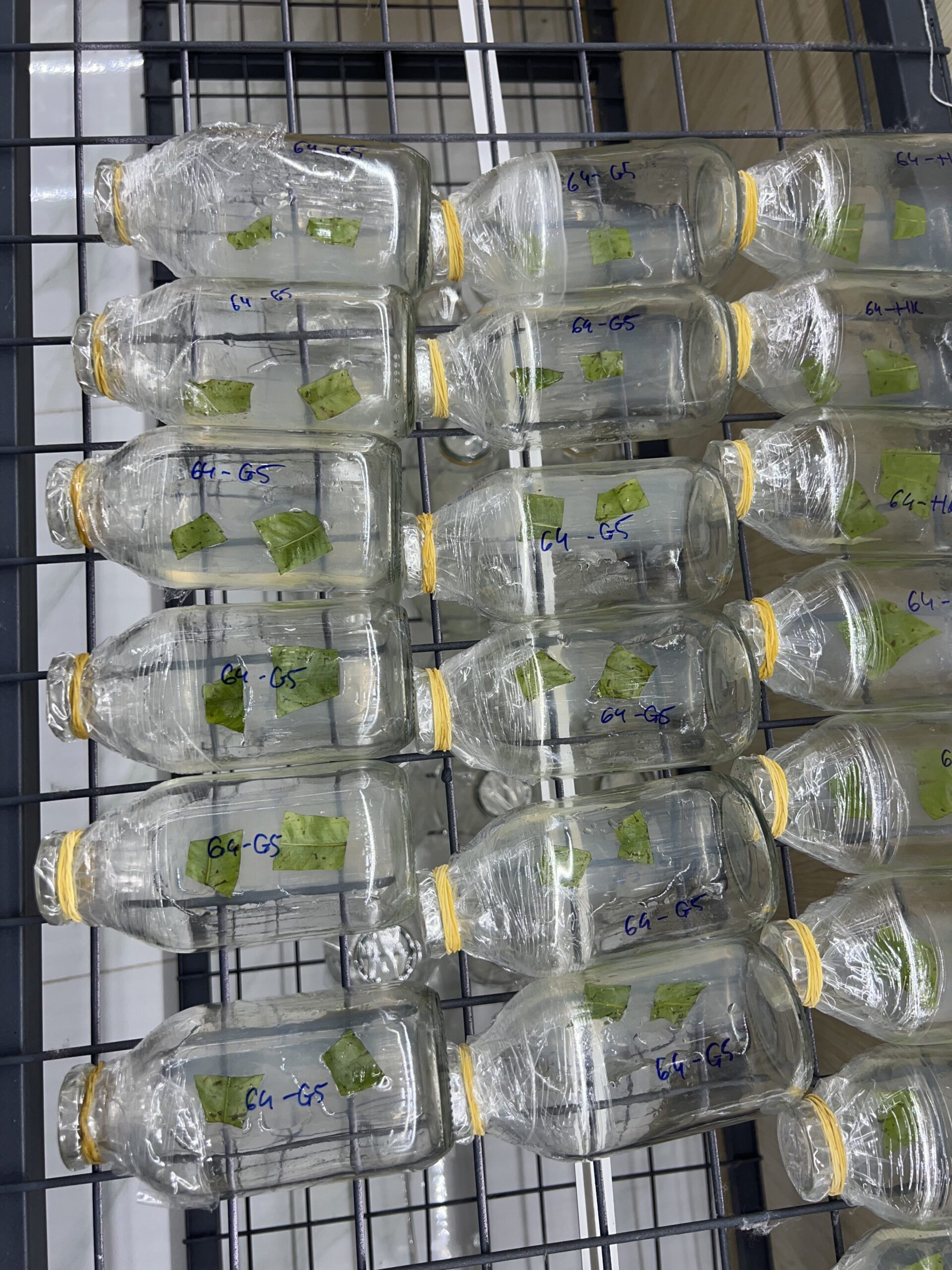 mai-vang-cay-mo (27)