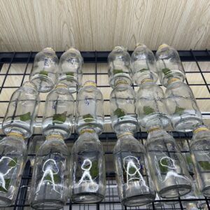 HD07 - GIẢO ÔNG THẦY