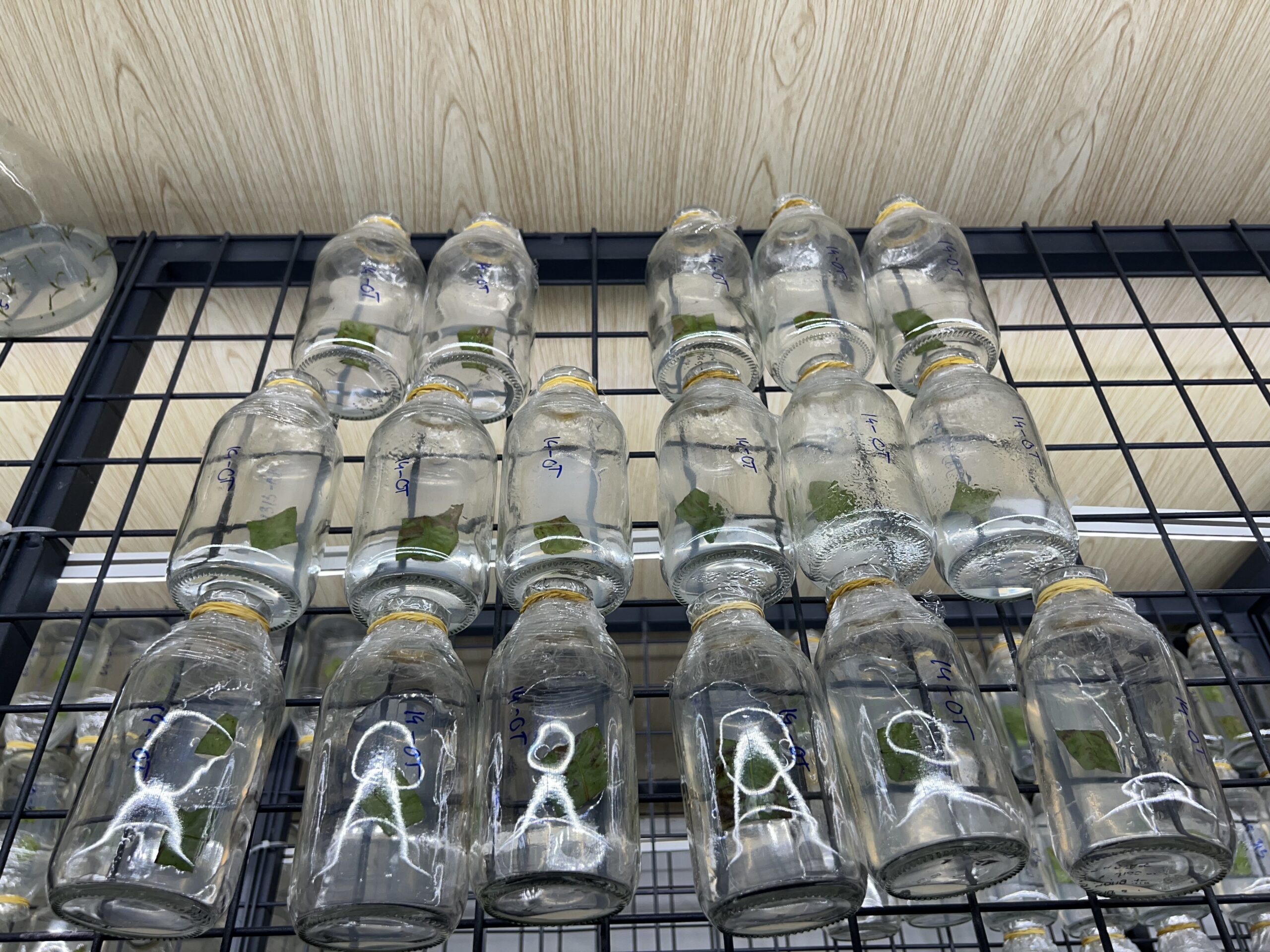 mai-vang-cay-mo (31)