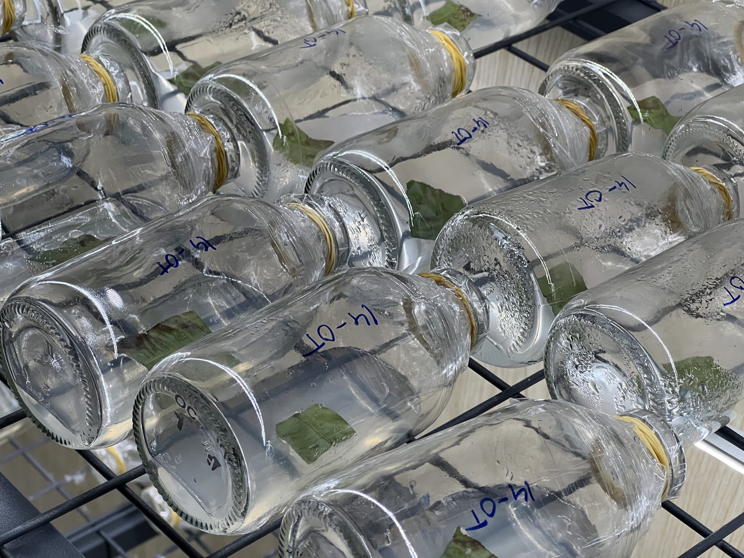 mai-vang-cay-mo (34)