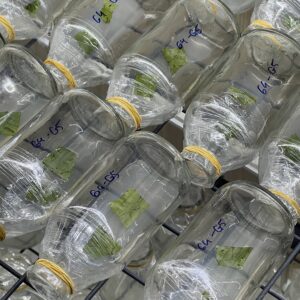 HD01 - MAI GIẢO THỦ ĐỨC