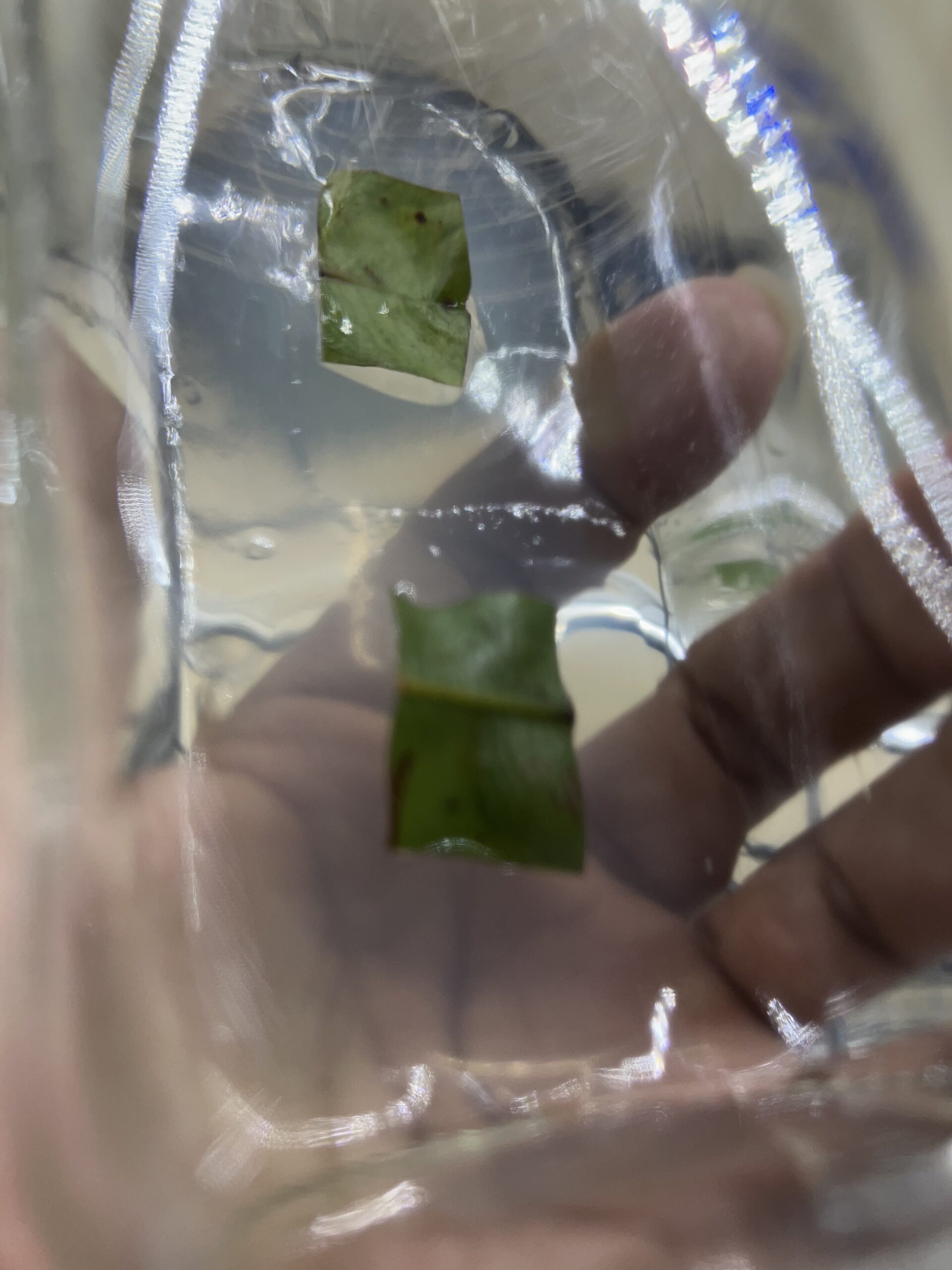 mai-vang-cay-mo (43)