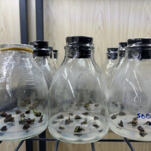 HD02 - SIÊU BÔNG BÌNH LỢI