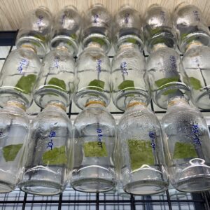 HD03 - GIẢO CHÙM BÌNH LỢI