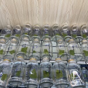 HD07 - GIẢO ÔNG THẦY