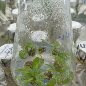 HD08 - GIẢO SEN BÌNH LỢI