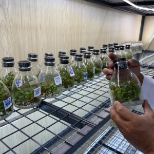 HD08 - GIẢO SEN BÌNH LỢI