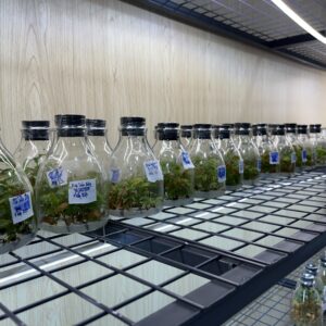 HD09 - BẠCH MAI BÌNH LỢI