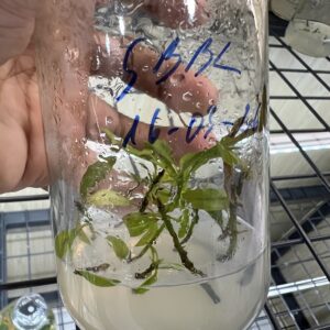 HD01 - GIẢO THỦ ĐỨC